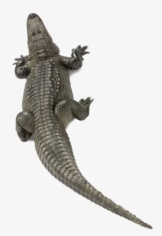 冷血短吻鳄免抠