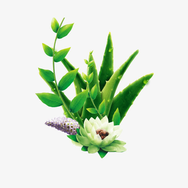 芦荟免抠