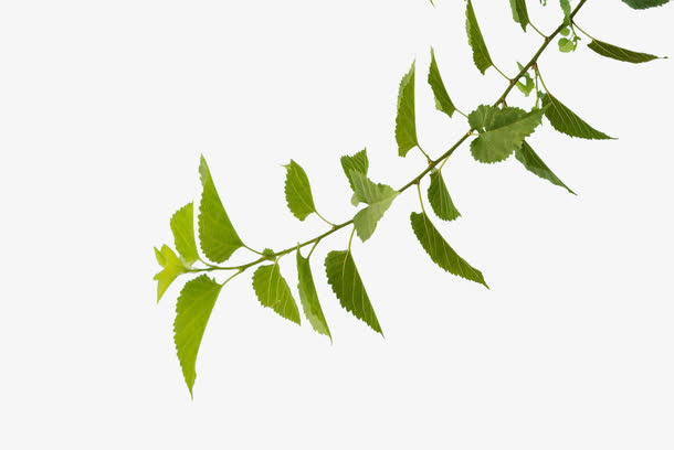 树枝条免抠