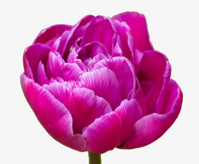 正开的一枝红色系郁金香免抠