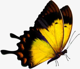 黄色春天高清蝴蝶免抠装饰动物元素