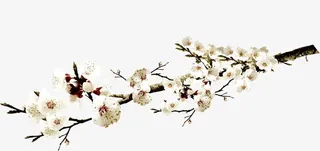 韩国旅游桃花装饰图案免抠