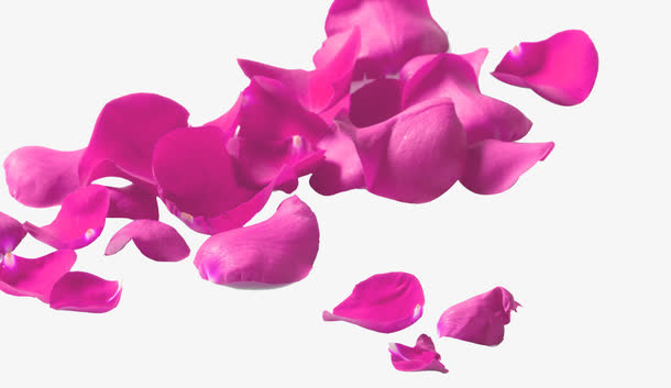 粉玫瑰花瓣免抠