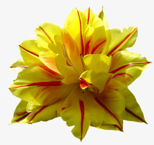 黄色红色盛开花朵免抠