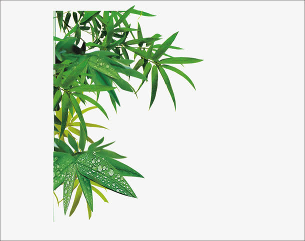叶子免抠