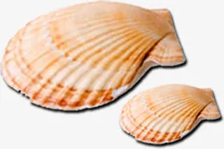 夏日沙滩扇贝贝壳免抠