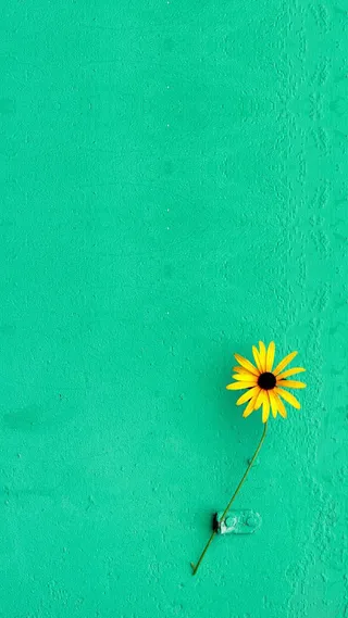 绿色墙面黄色小花H5图片素材高清