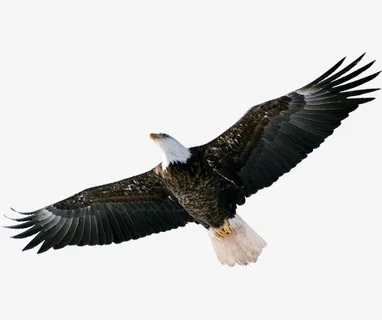 高空鹰击长空免抠