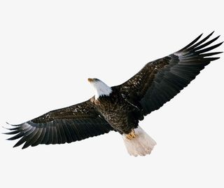 高空鹰击长空免抠