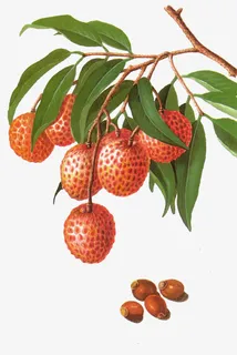 一支荔枝枝条免抠