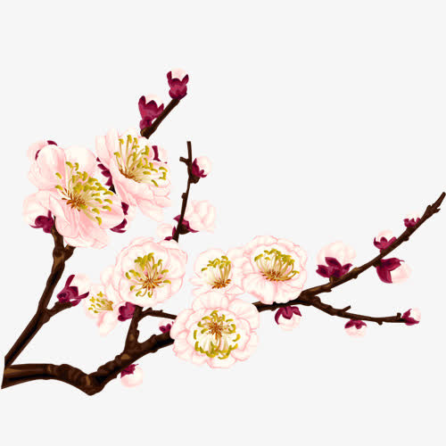 白色花朵 褐色花枝png素材免抠