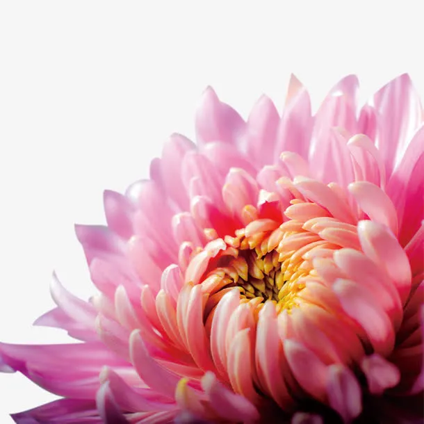秋菊特写免抠