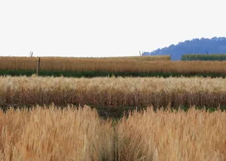 小麦摄影图片免抠