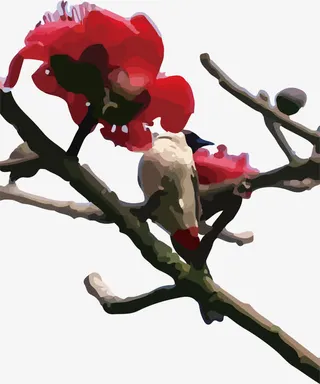 停留在木棉花枝的小鸟免抠