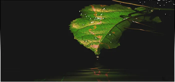 绿叶纹理水珠线条黑色背景高清