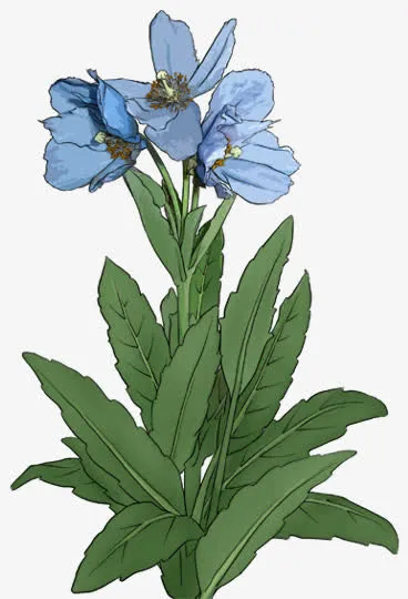 兰花免抠