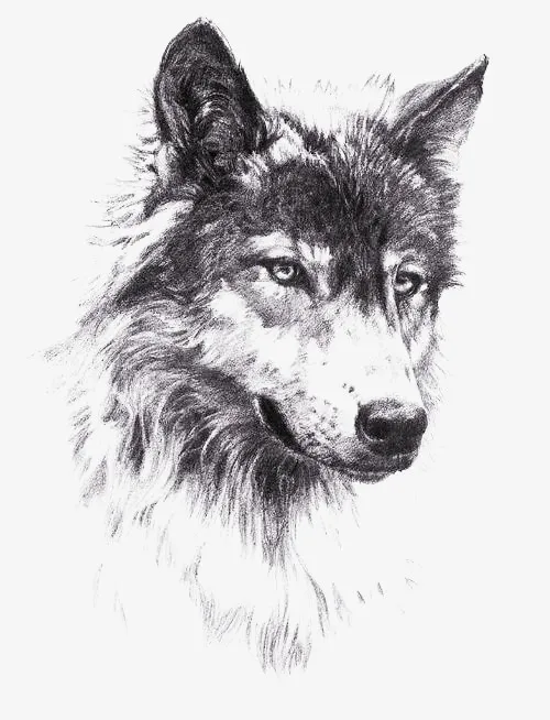 狼头像素描免抠