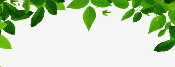 春天树叶美景简约清爽免抠