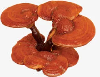 灵芝仙芝灵药素材免抠