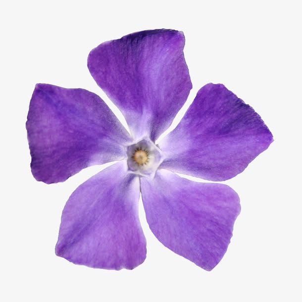 花束图片背景元素