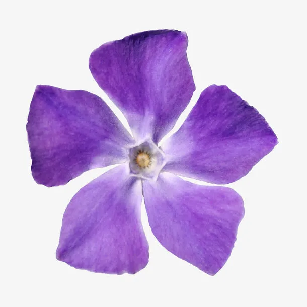 花束图片背景元素