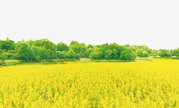 一起去赏油菜花海报免抠