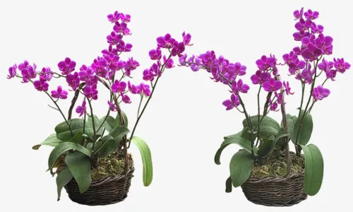 绿植花草花草标签免抠