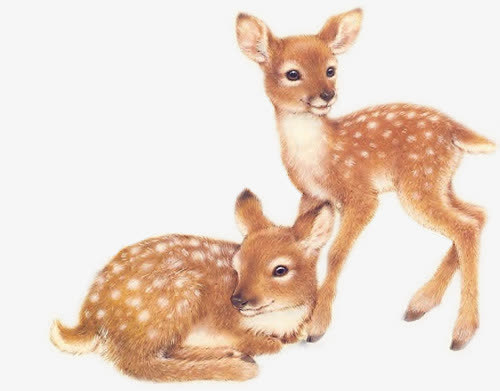 两只小梅花鹿免抠