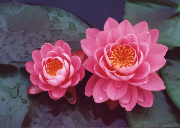粉红色花瓣花蕊花朵免抠