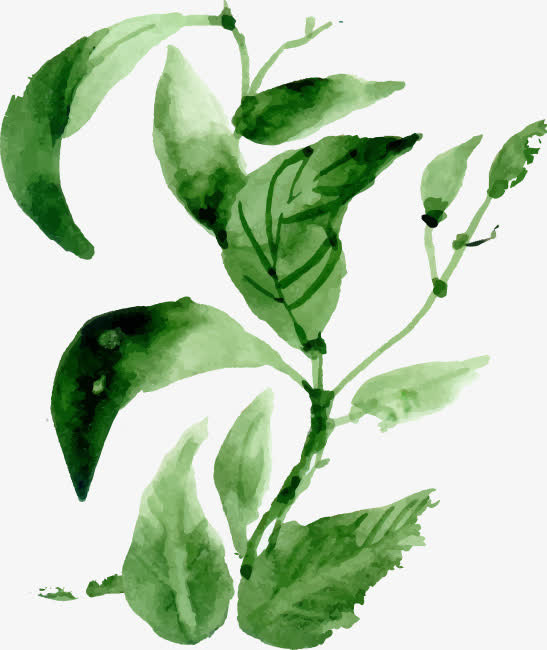 手绘绿叶装饰免抠