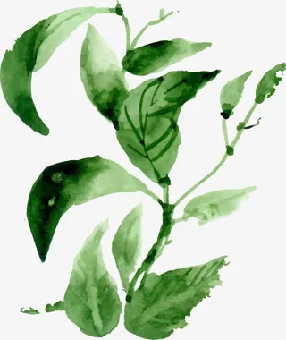 手绘绿叶装饰免抠