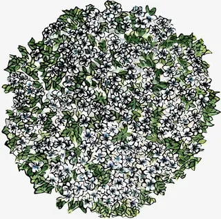 绿叶花朵俯视图免抠