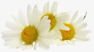 三朵洋甘菊免抠