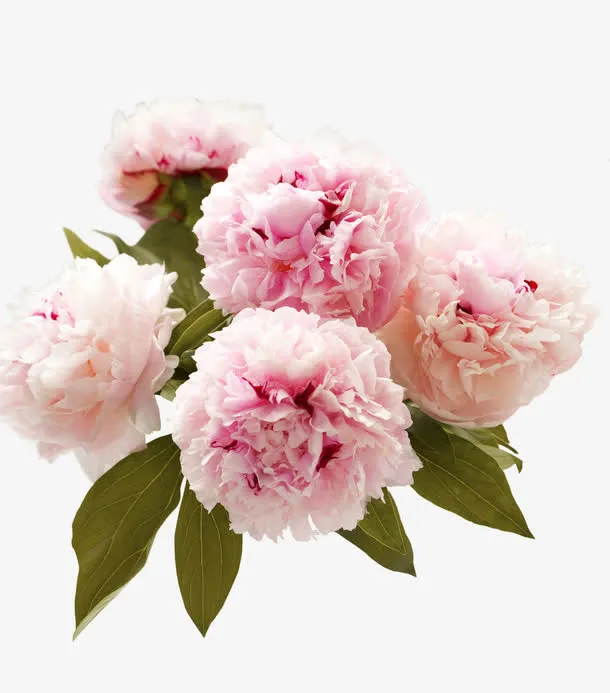 花免抠
