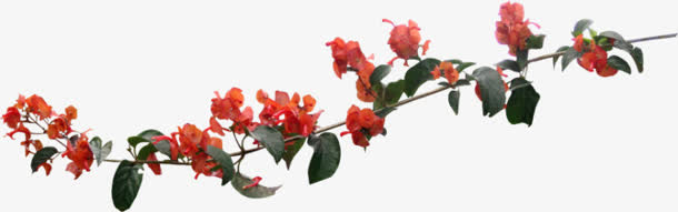 红色花枝花朵树枝免抠