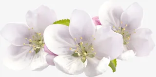 白色桃花实物免抠