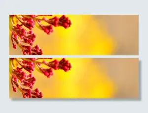 春天丁香花摄影高清
