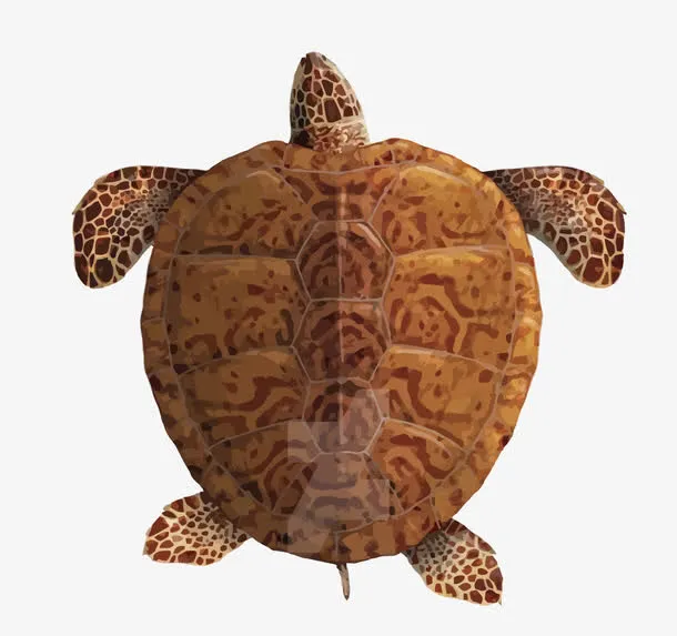 矢量海龟免抠