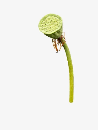 莲蓬 清晰的莲蓬免抠