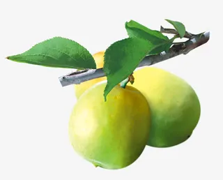 青梅免抠图下载免抠