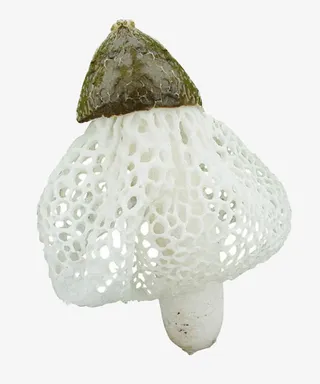 竹荪菌类美味山珍香菇网状菇花菇免抠