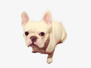 小型斗牛犬免抠