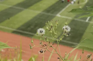 操场旁边的小花高清