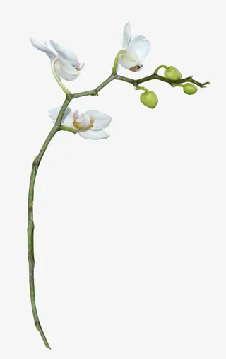 树枝上的花免抠