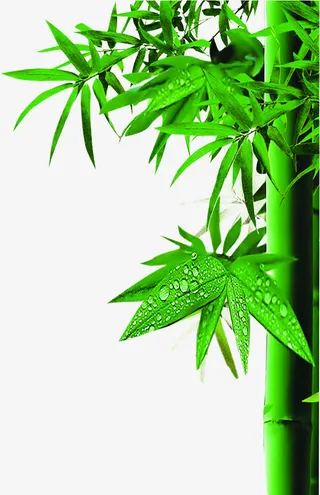 绿色竹林风光手绘免抠节日端午节元素