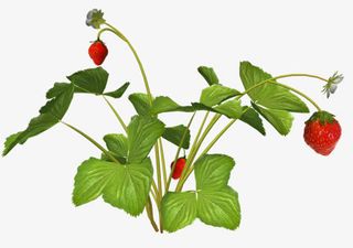 高清红色草莓绿叶装饰免抠