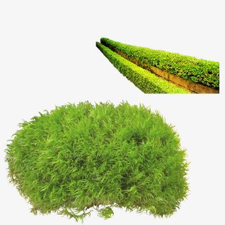 清新绿色草坪免抠