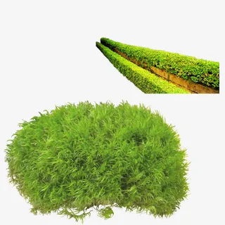 清新绿色草坪免抠