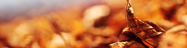 清新背景banner