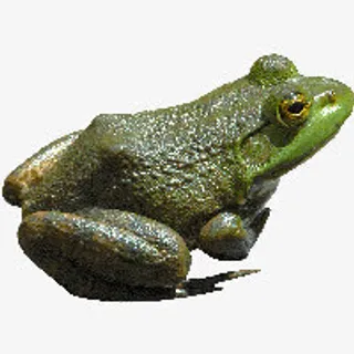 青蛙免抠